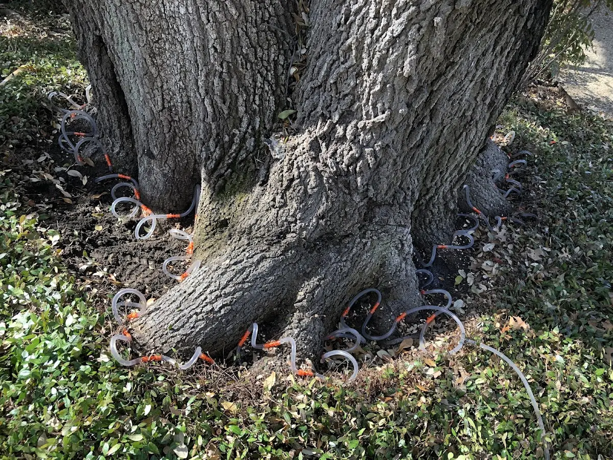 Detailed Tree Cabling and Bracing job site in Freeport