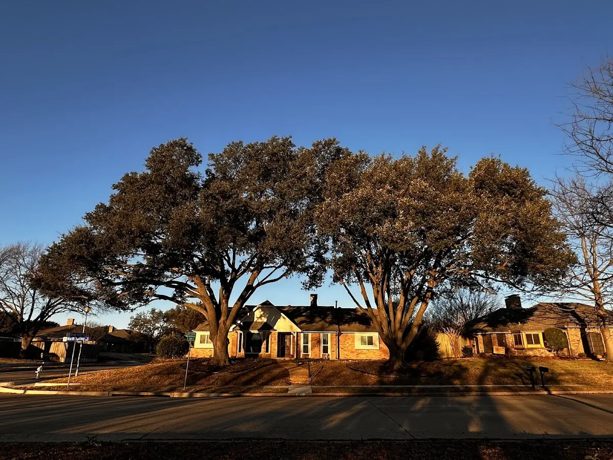 Established residential canopy tree shading a home in Freeport
